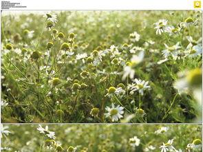 野花视频日韩,日韩风情，尽享视觉盛宴